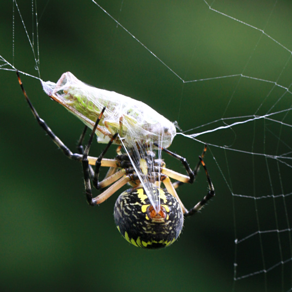 8-3-12-black-and-yellow-argiope-with-prey-img_9653 (1)